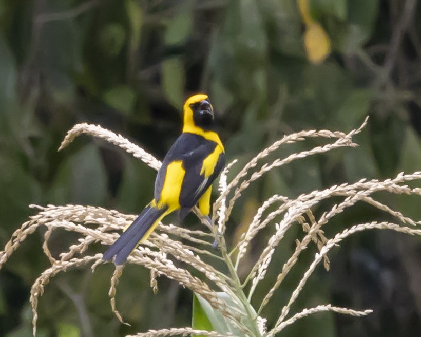 Yellow-tailed Oriole - ML446178971