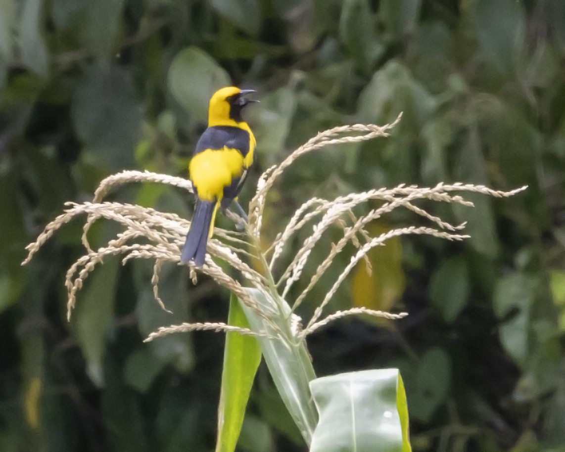 Yellow-tailed Oriole - Eric Wolfe