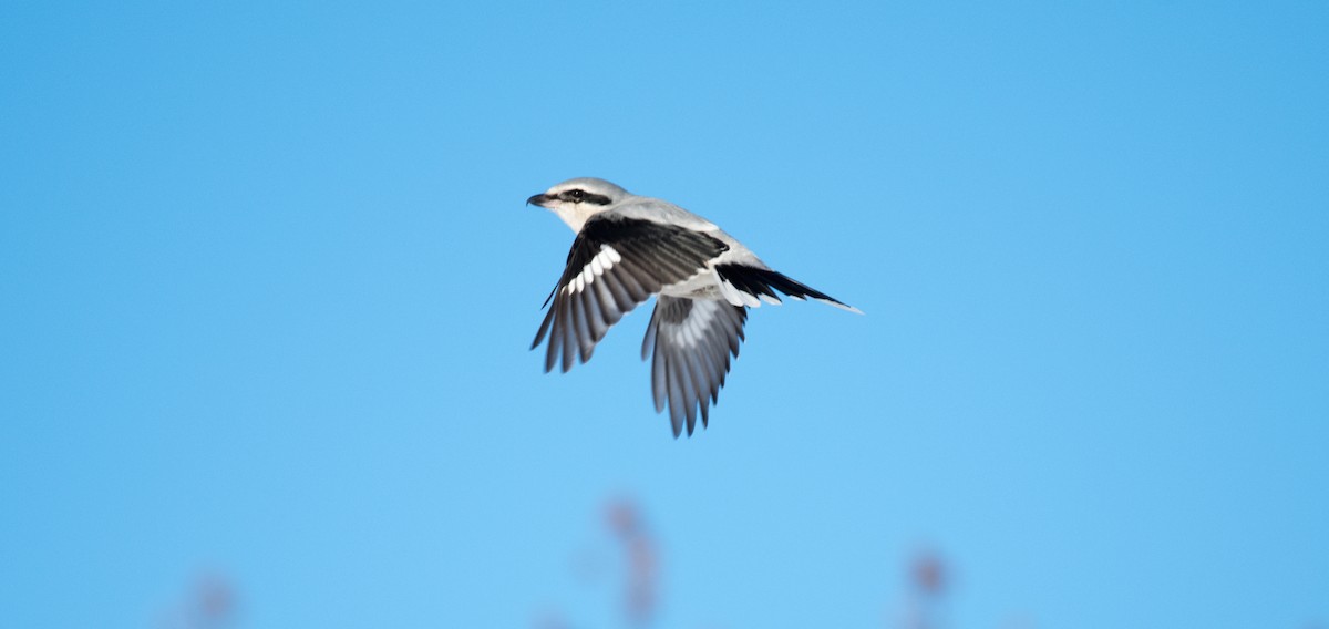 Northern Shrike - ML44617911