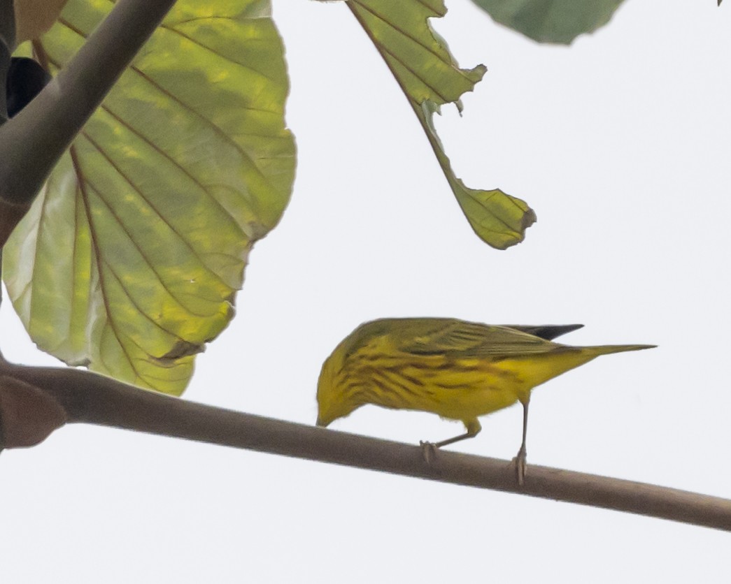 Yellow Warbler - ML446179151