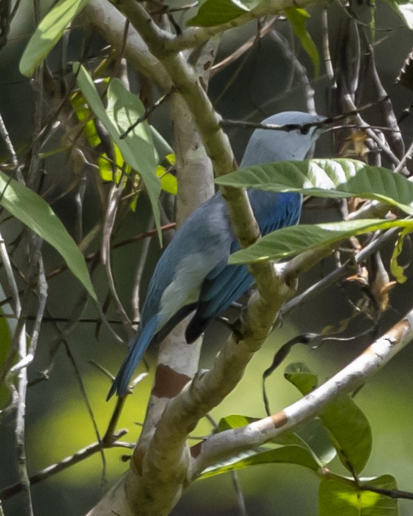 Blue-gray Tanager - ML446179231