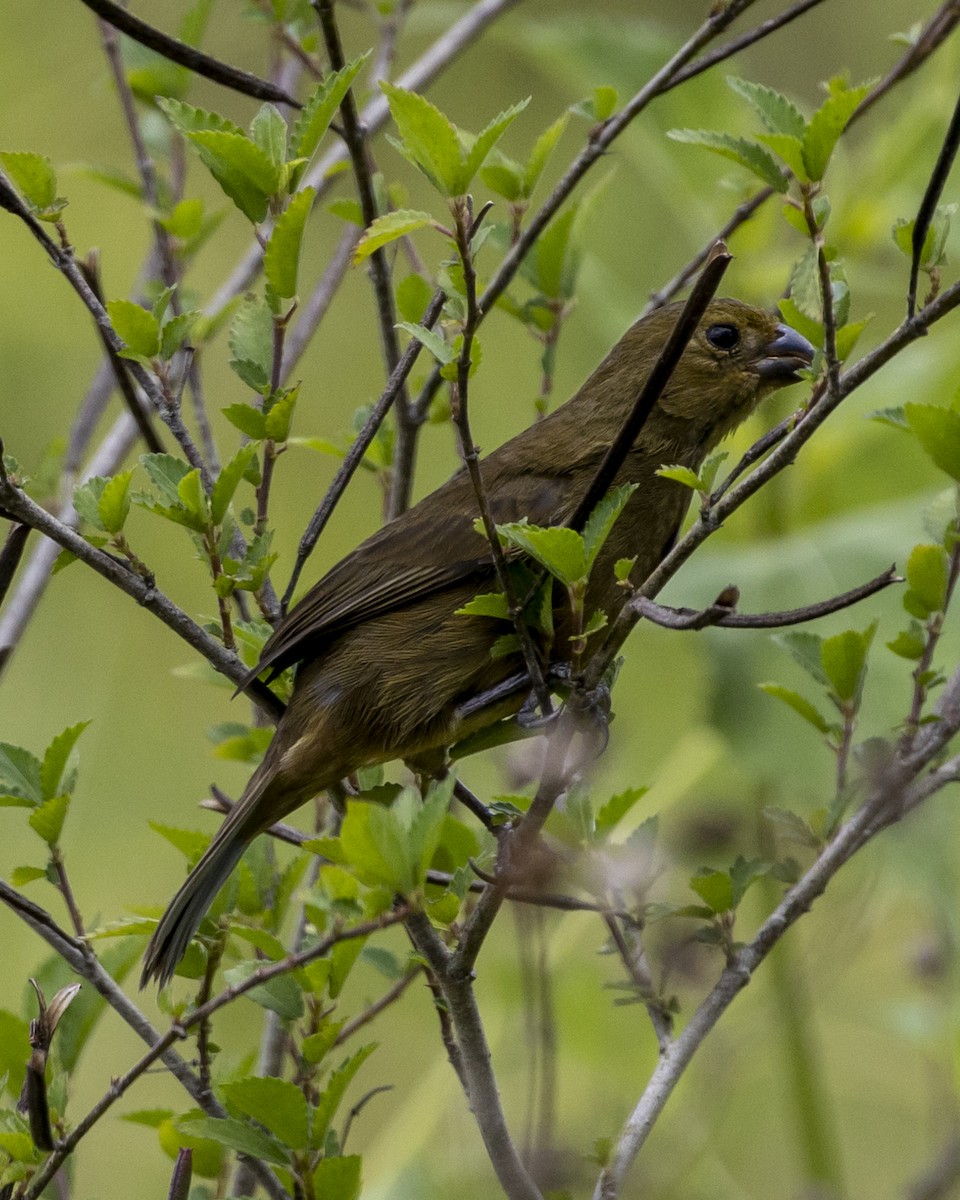 Variable Seedeater - ML446179341
