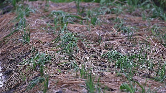 Richard's/Blyth's Pipit - ML446180711