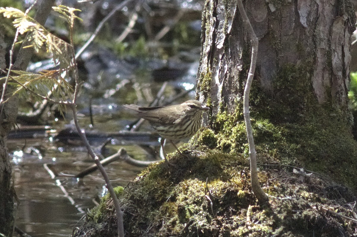 Northern Waterthrush - ML446181711