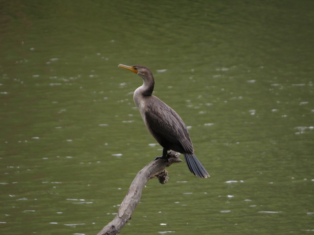 Double-crested Cormorant - ML446182981