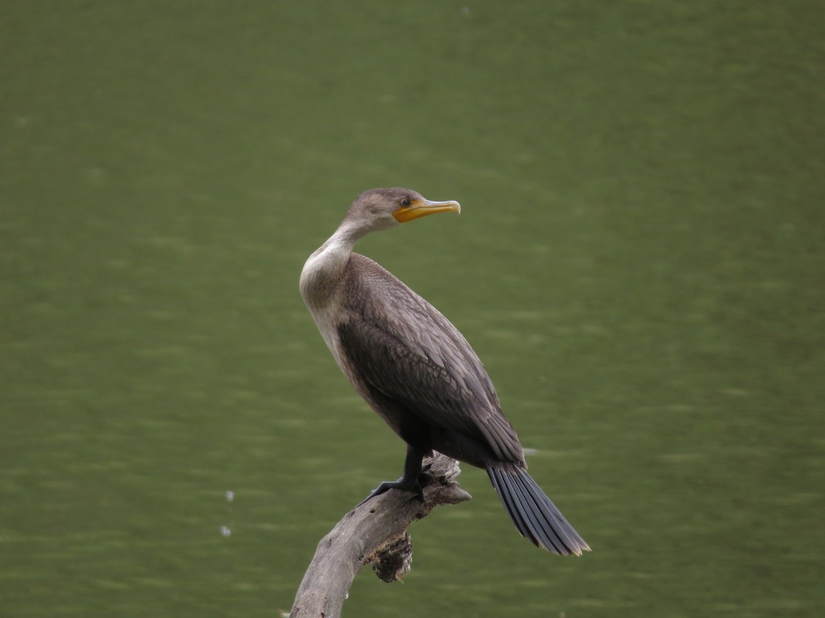 Cormoran à aigrettes - ML446182991