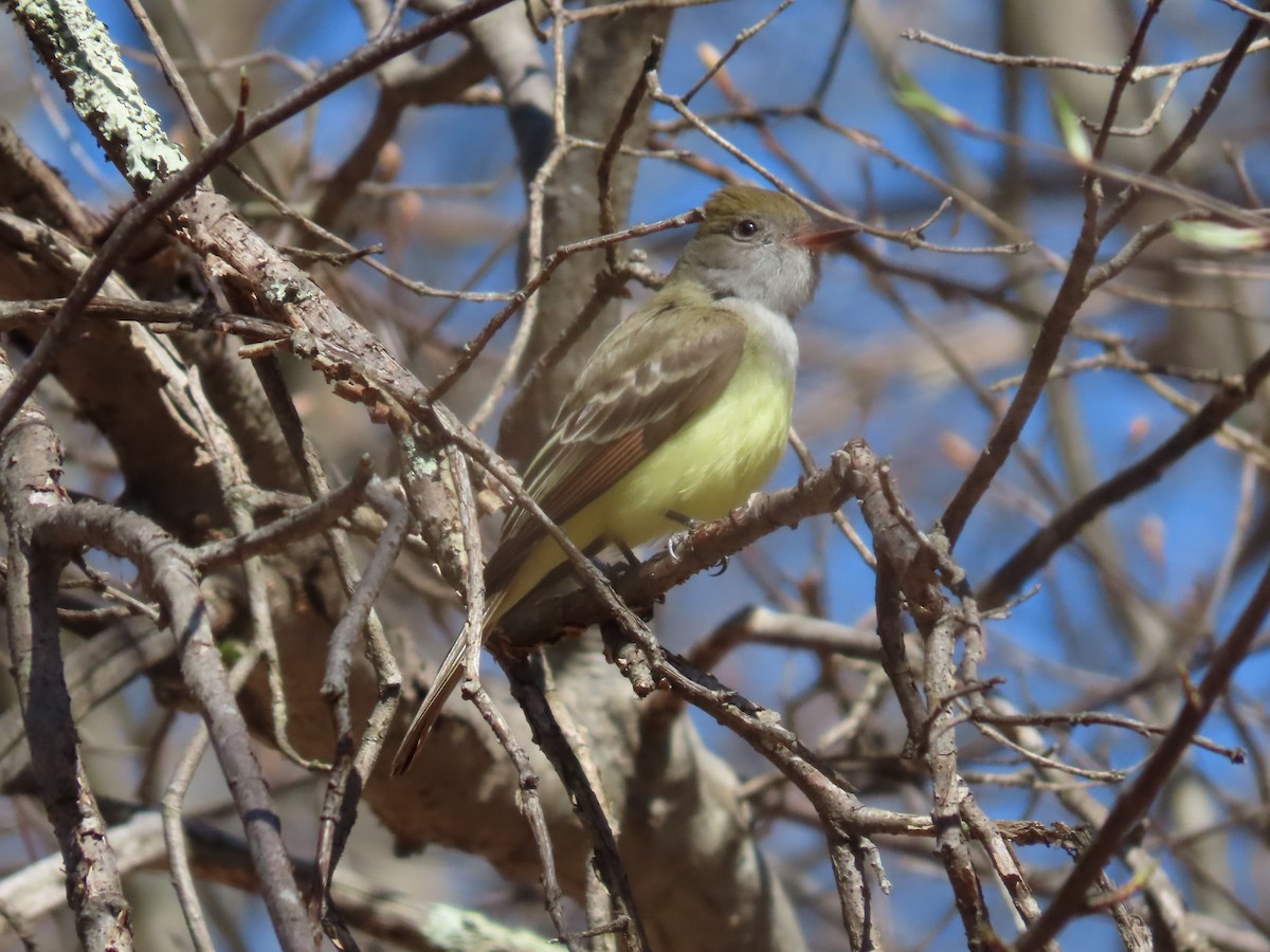 Great Crested Flycatcher - ML446183131