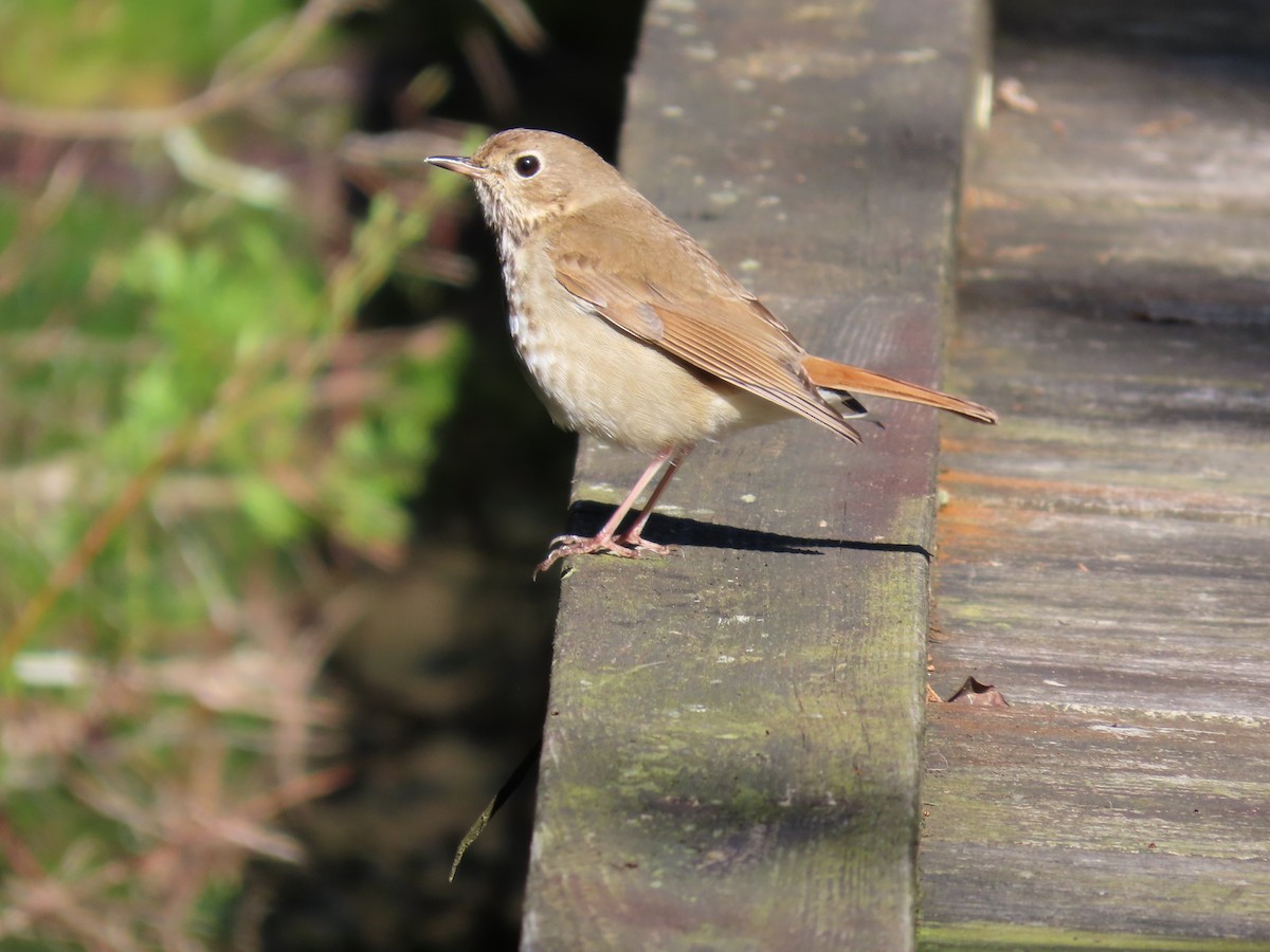 Hermit Thrush - ML446185731