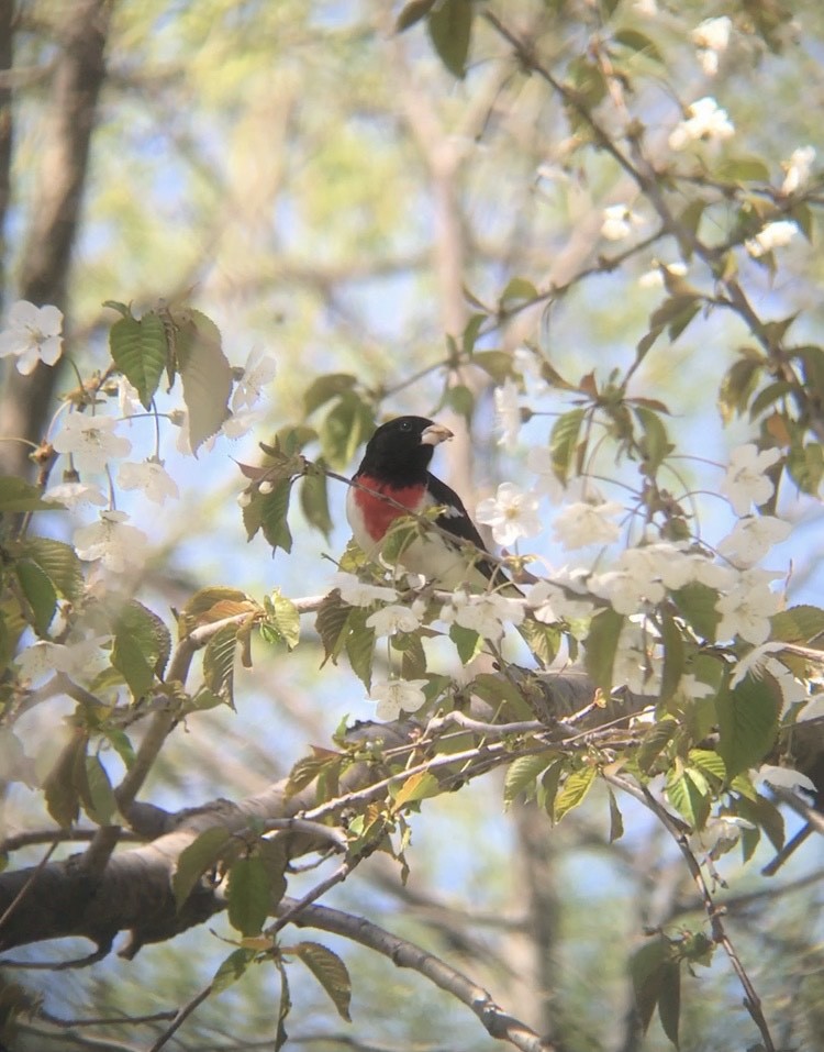 Rose-breasted Grosbeak - ML446185881