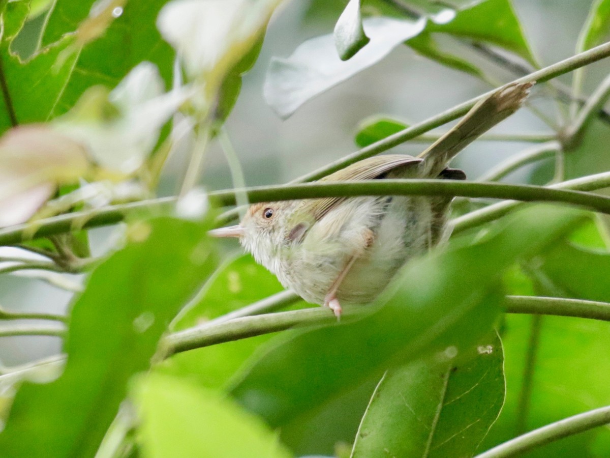 Common Tailorbird - Glenda Khoo