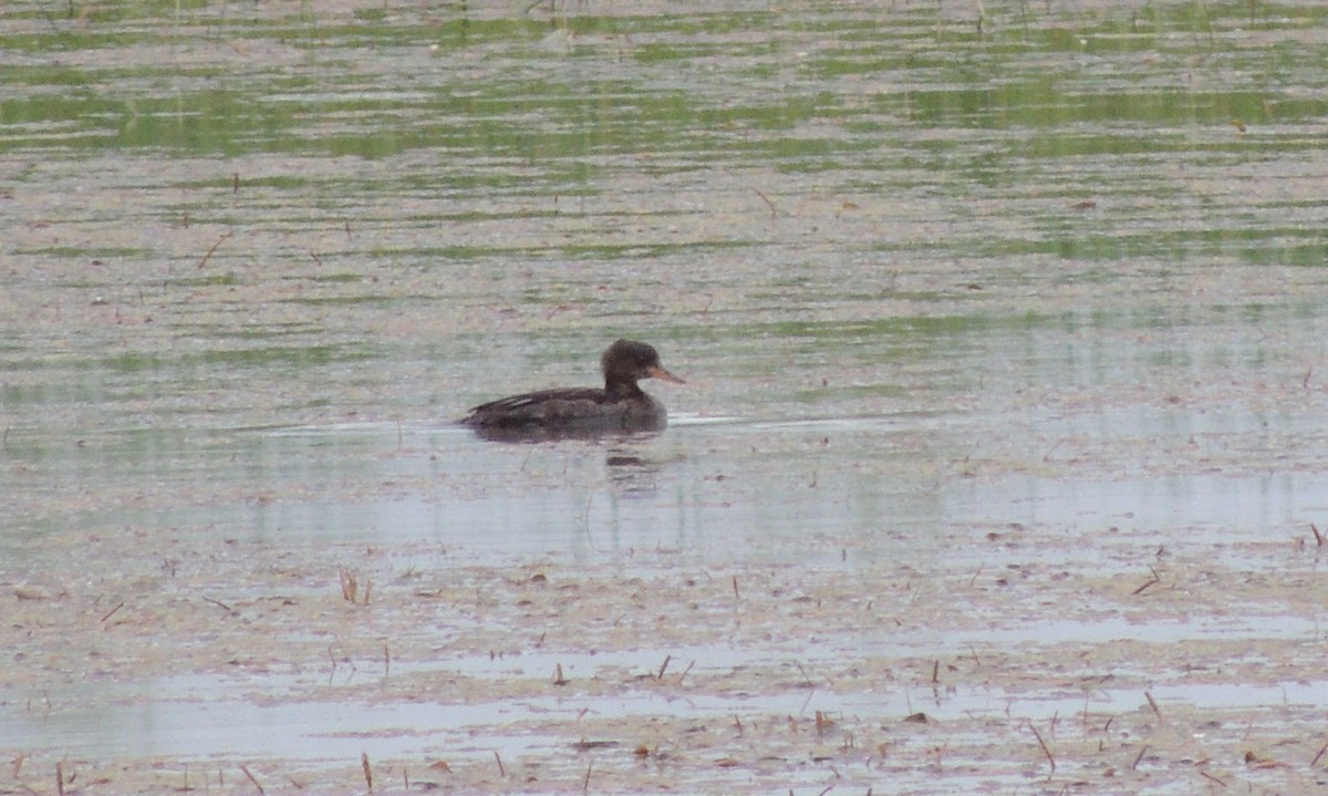 Hooded Merganser - ML44618751