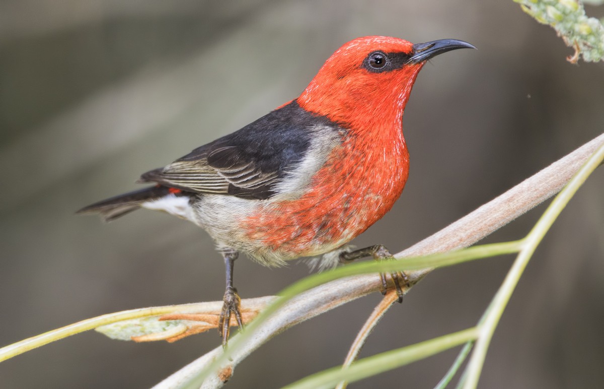 Scarlet Myzomela - Mark Chappell