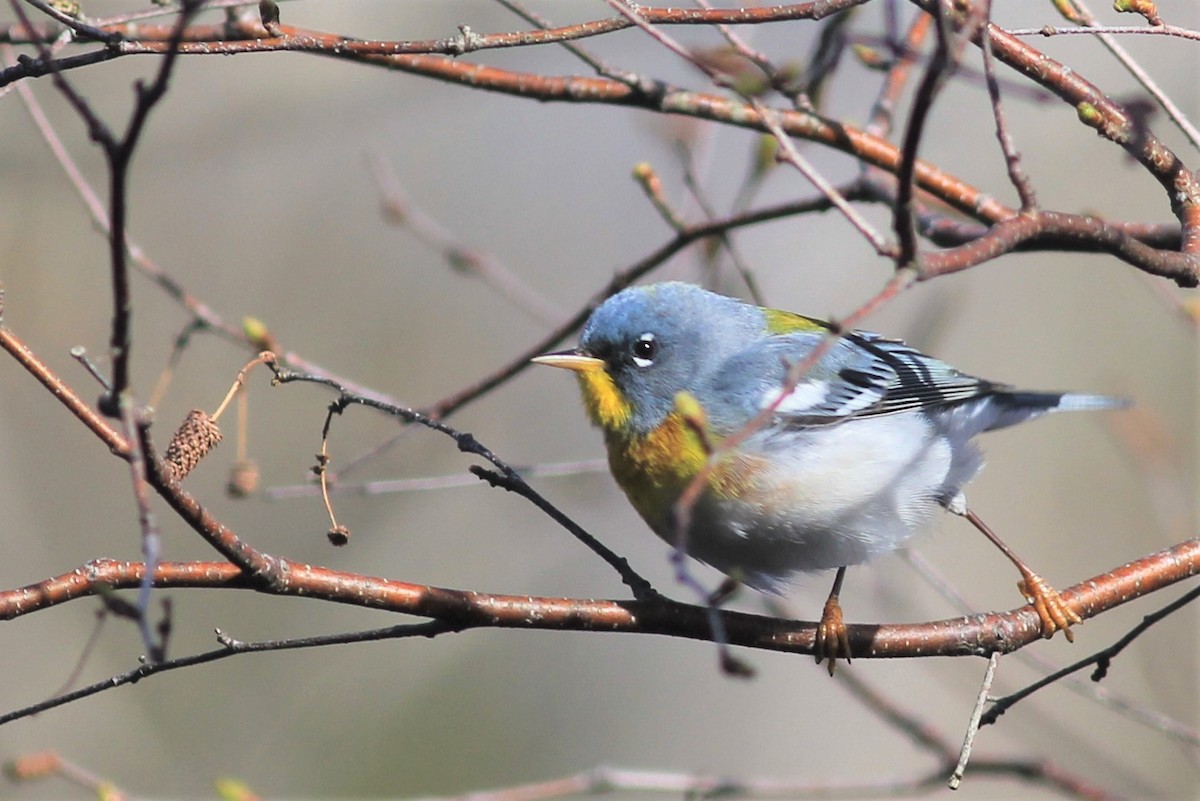 Parula Norteña - ML446188991