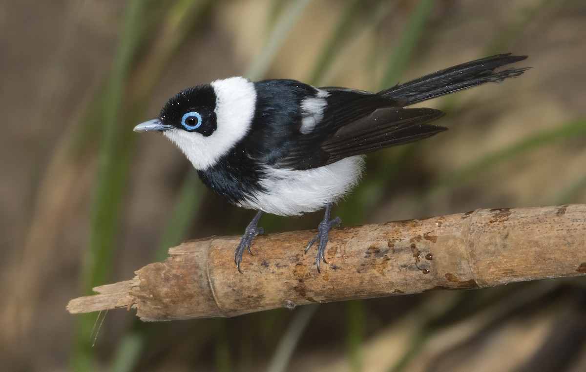 Pied Monarch - ML446189141