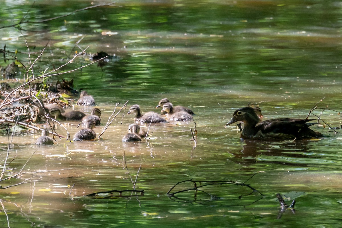 Wood Duck - ML446189511