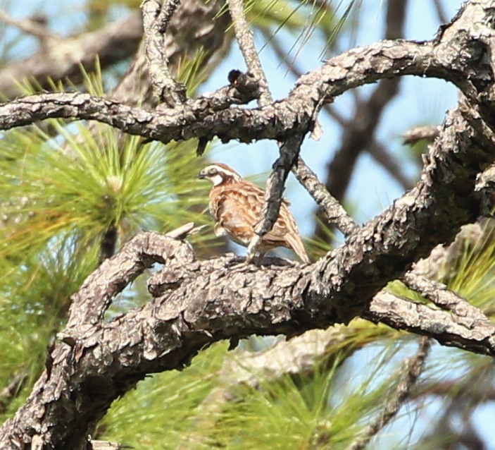 Northern Bobwhite - ML446189641