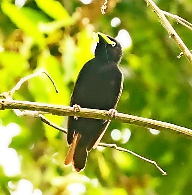 Maxwell's Black Weaver - Maciej  Kotlarski