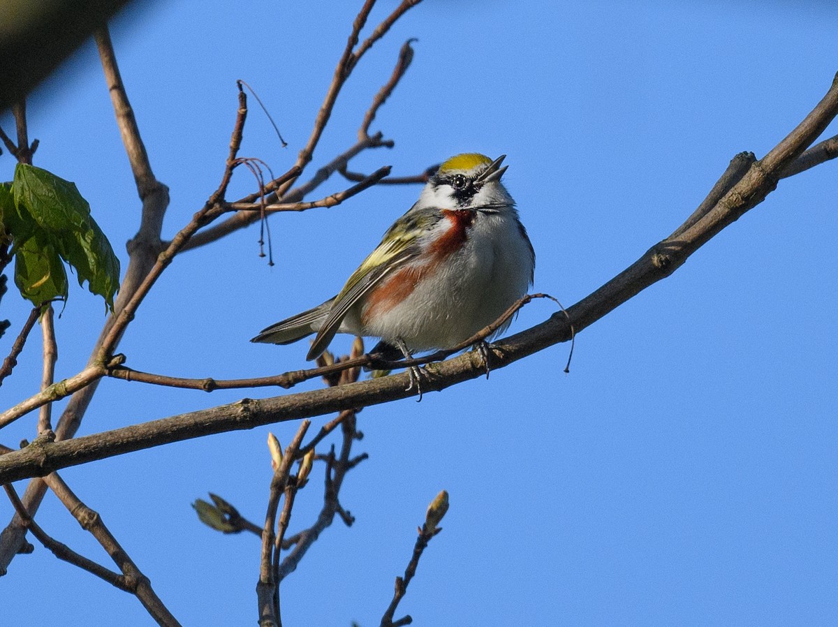 Chestnut-sided Warbler - ML446191421