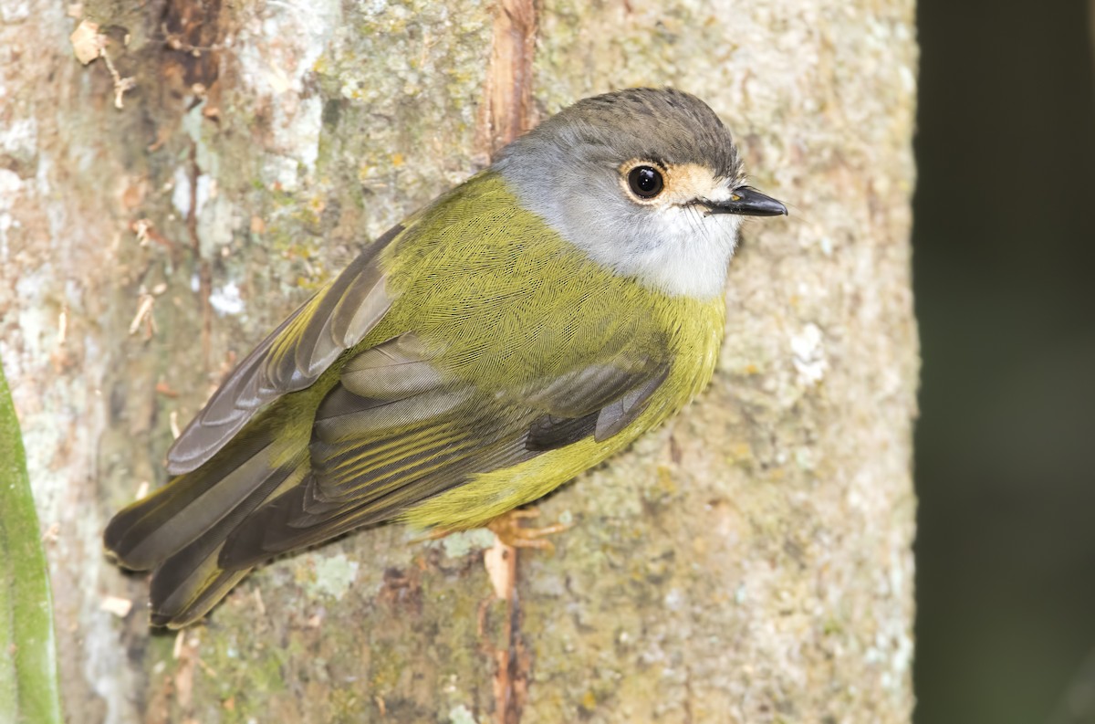 Pale-yellow Robin - Mark Chappell