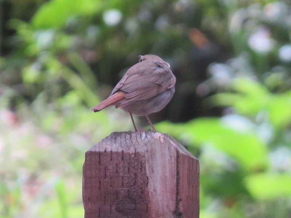 Hermit Thrush - ML446191971