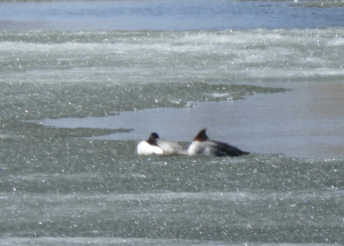 Common Merganser - ML446192671