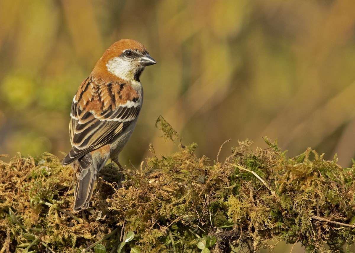 Russet Sparrow - ML446194561