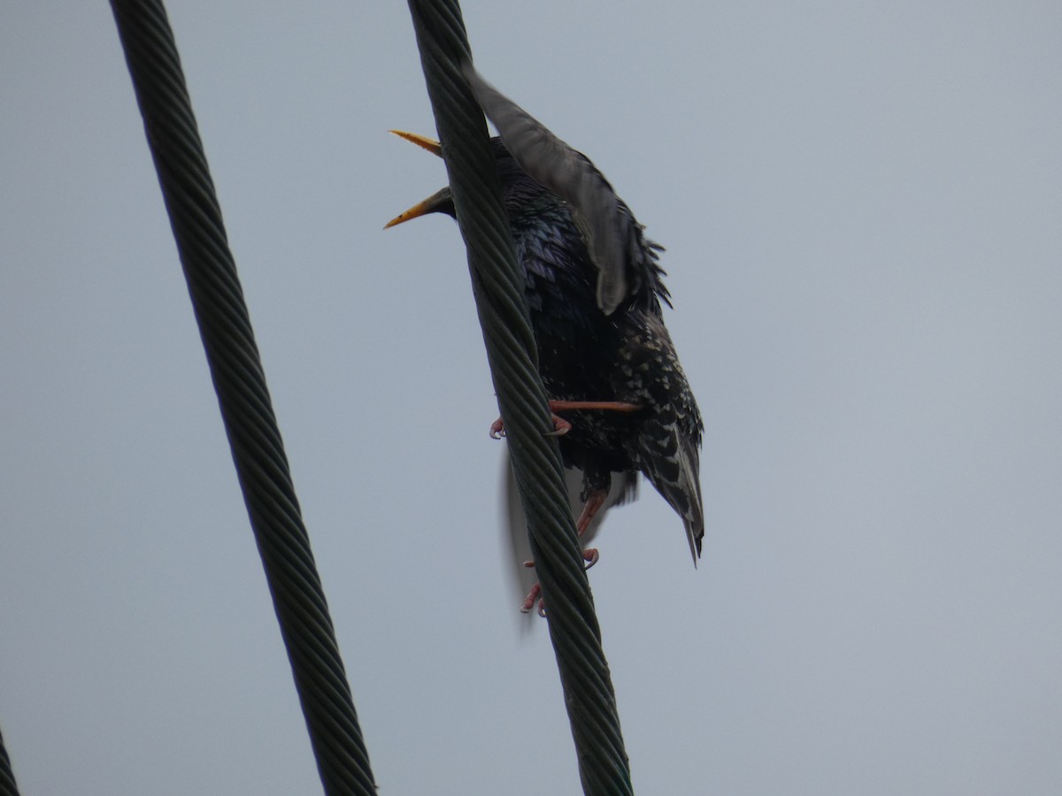 European Starling - ML446194811