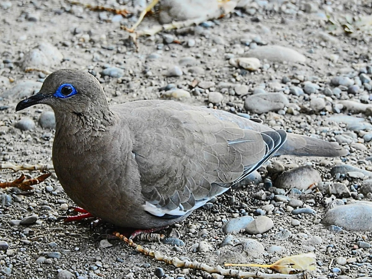 West Peruvian Dove - ML446195541