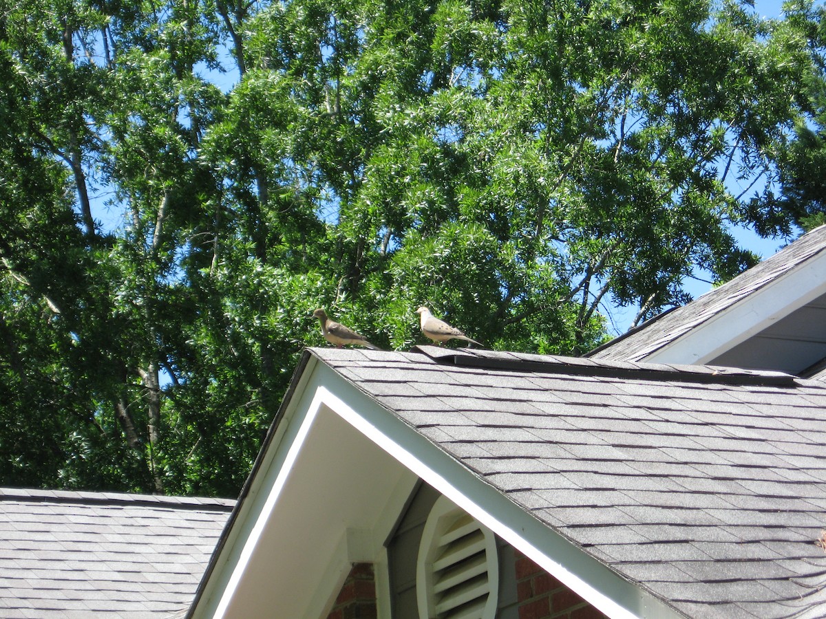 Mourning Dove - ML446195891