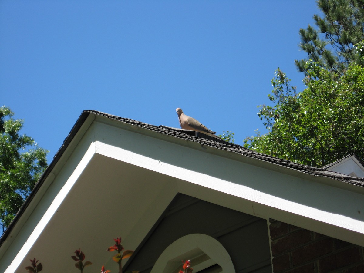 Mourning Dove - ML446196011