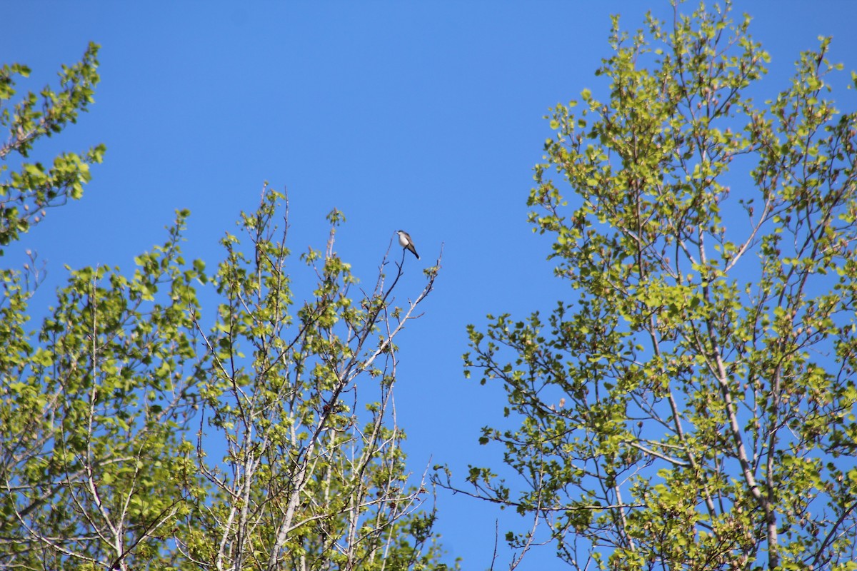 Eastern Kingbird - ML446196991