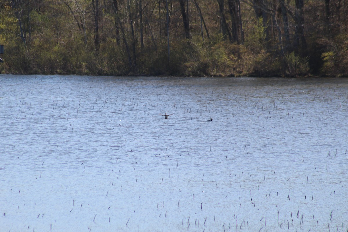 Murgilari lepokoduna - ML446197211