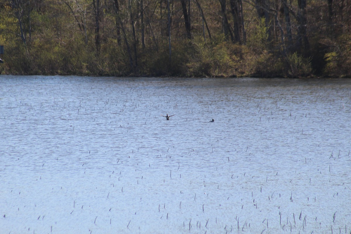 Ring-necked Duck - ML446197211