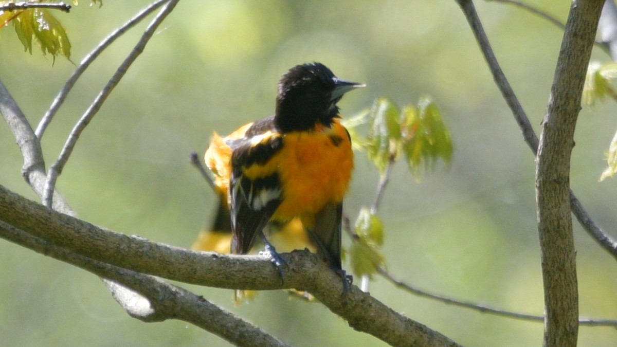 Baltimore Oriole - ML446197941