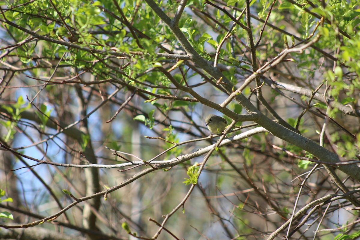 Ruby-crowned Kinglet - ML446197991