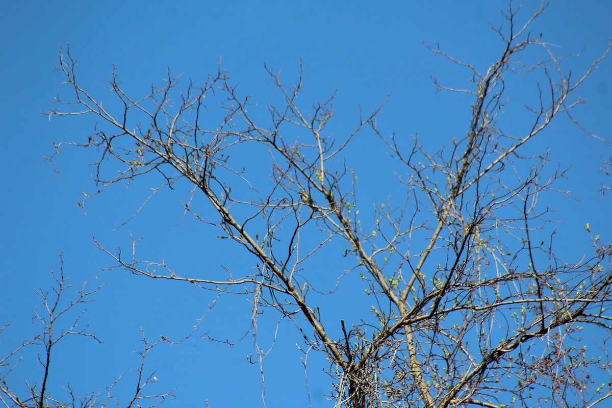 Yellow-rumped Warbler - ML446198191