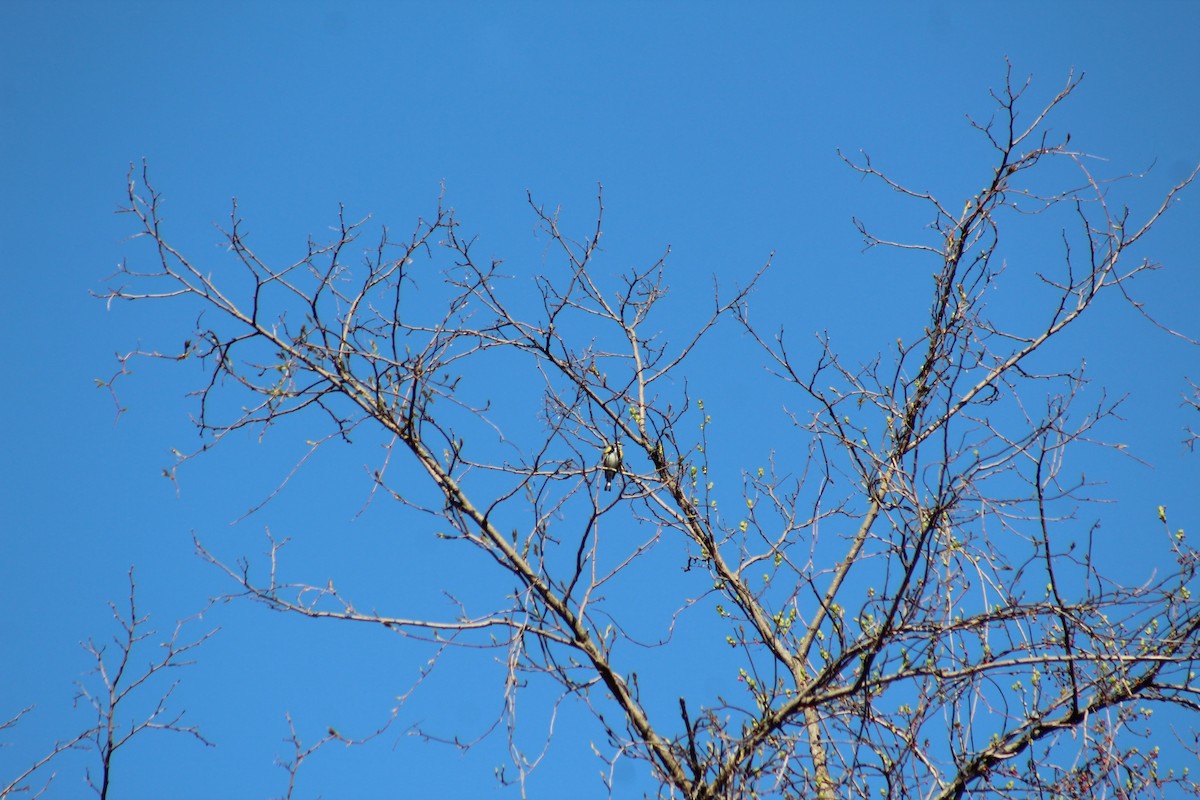 Yellow-rumped Warbler - ML446198211