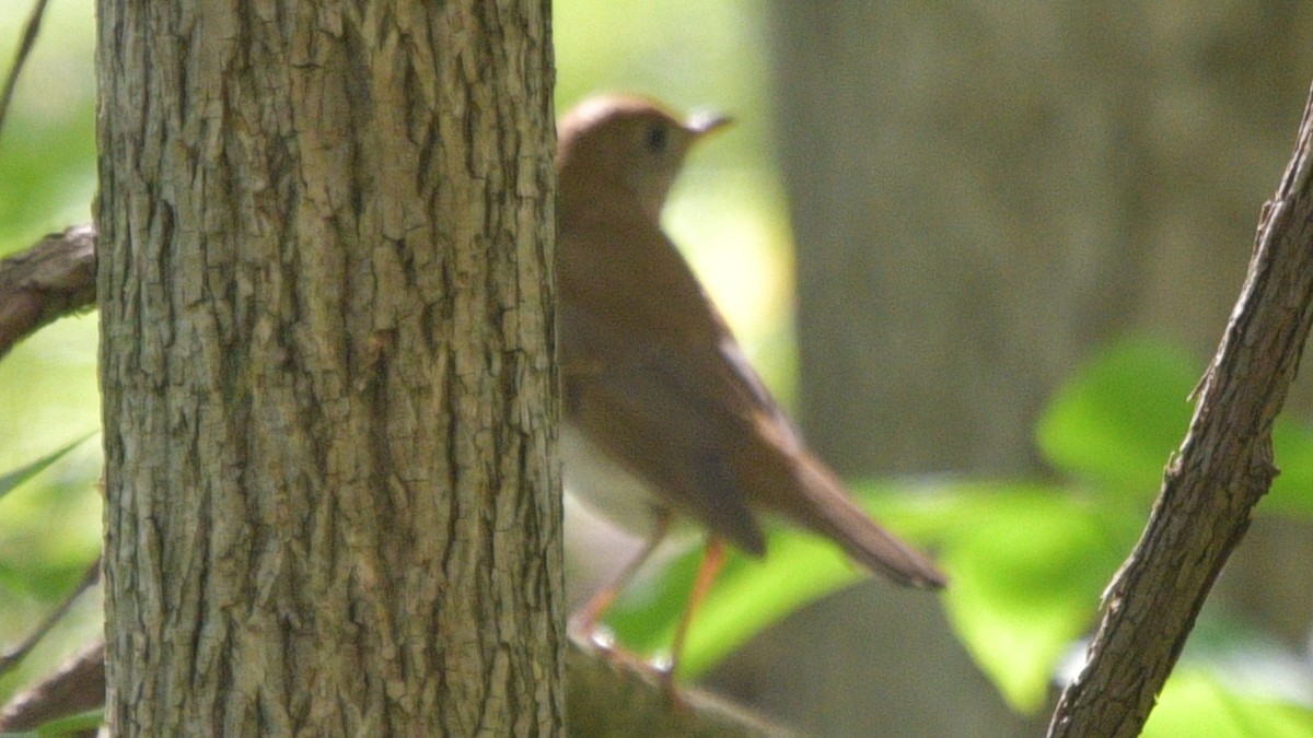 Weidenmusendrossel - ML446198581