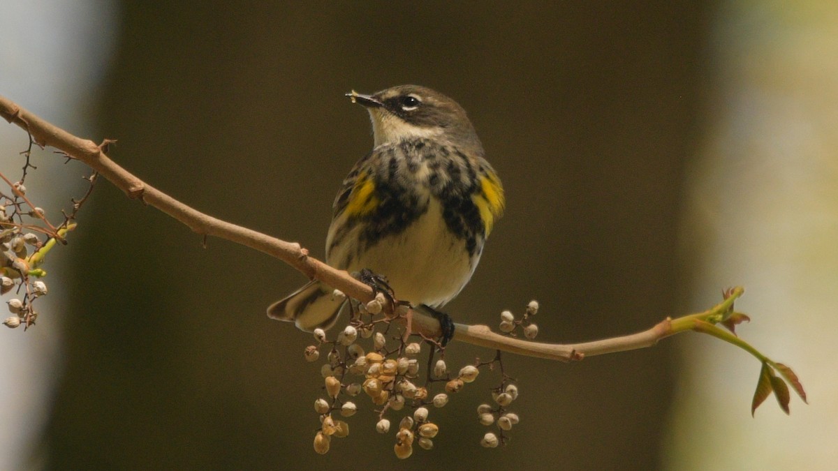 lesňáček žlutoskvrnný (ssp. coronata) - ML446199041