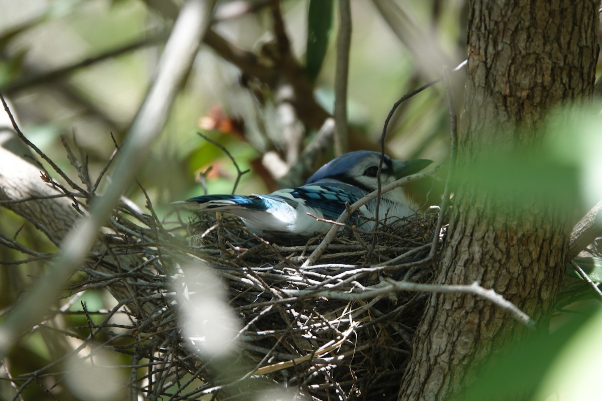 Blue Jay - ML446199911