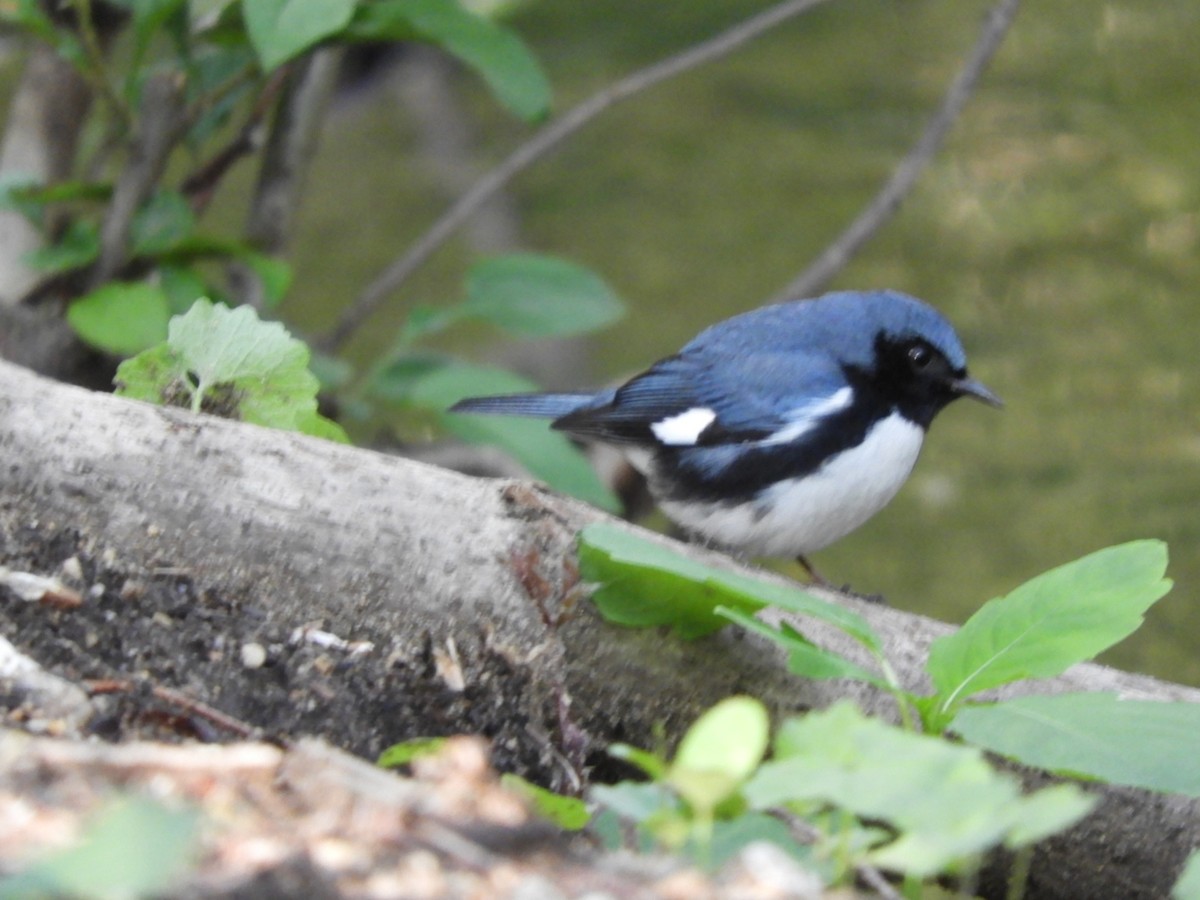 Black-throated Blue Warbler - John Gaglione