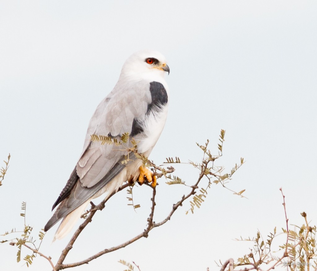 White-tailed Kite - Jim Ripley