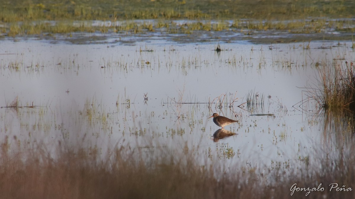 Common Redshank - ML446200581