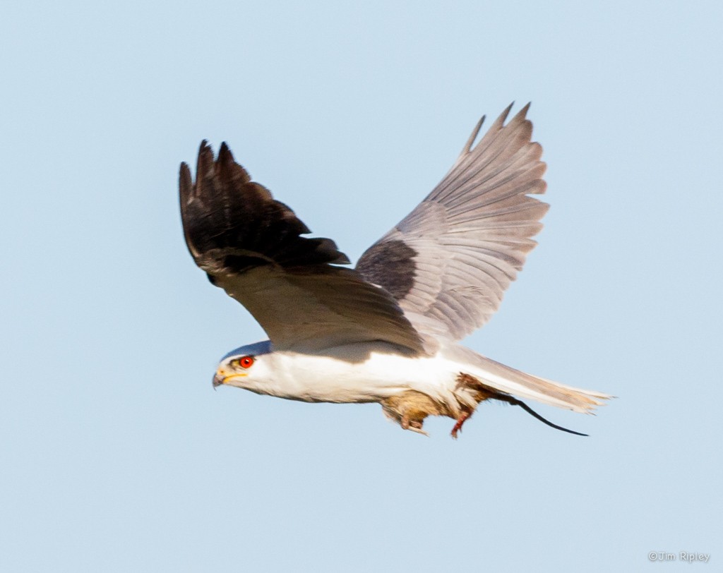 White-tailed Kite - Jim Ripley