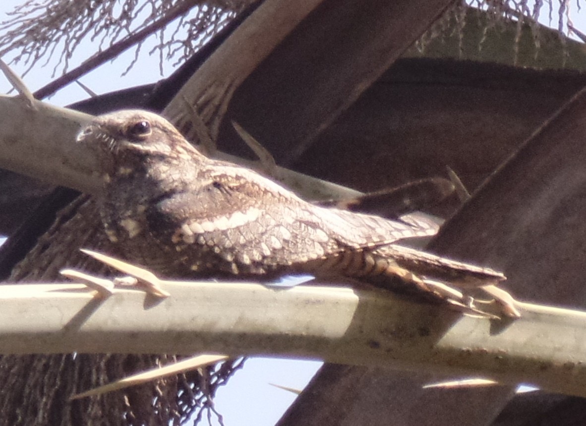 Eurasian Nightjar - ahmad mohammadi ravesh