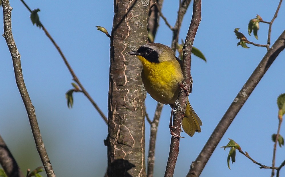 Common Yellowthroat - ML446202461