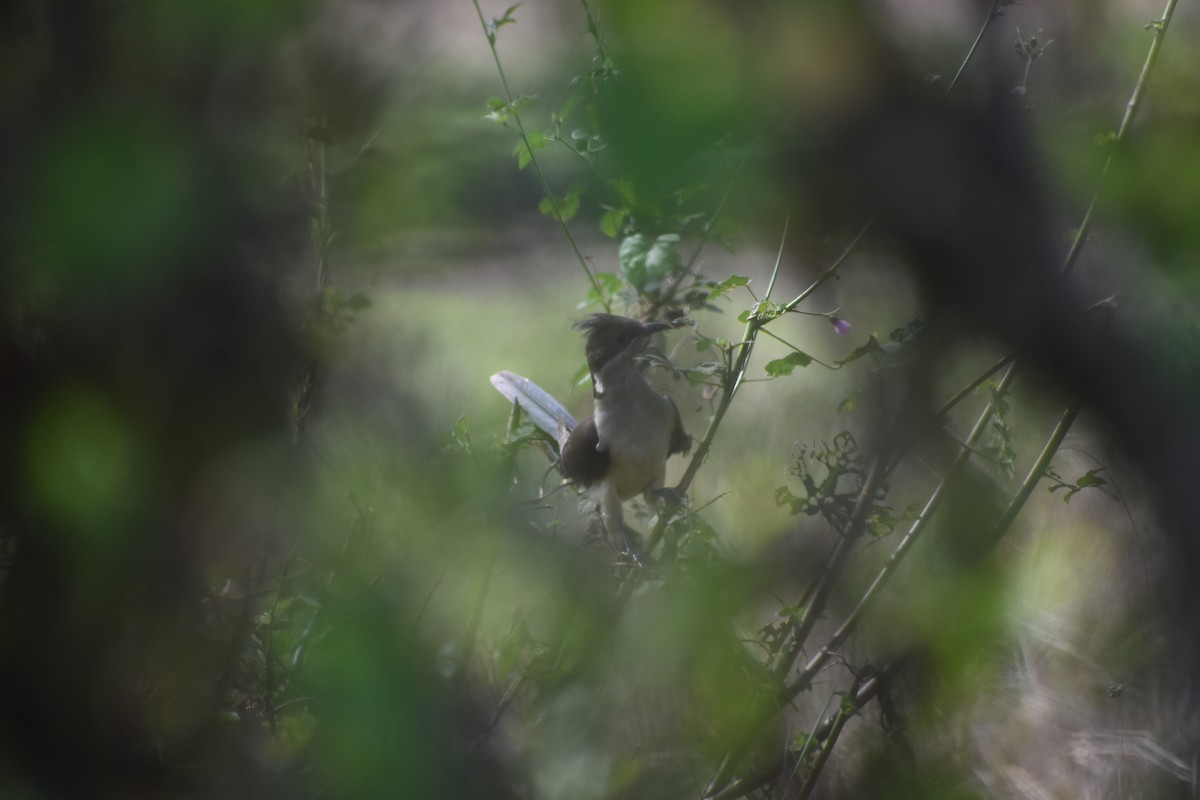 Pied Cuckoo - ML446202541