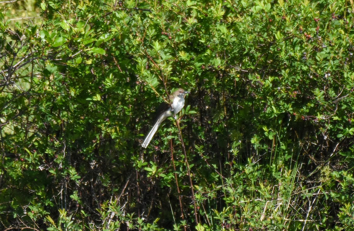 Black-billed Cuckoo - ML446203401