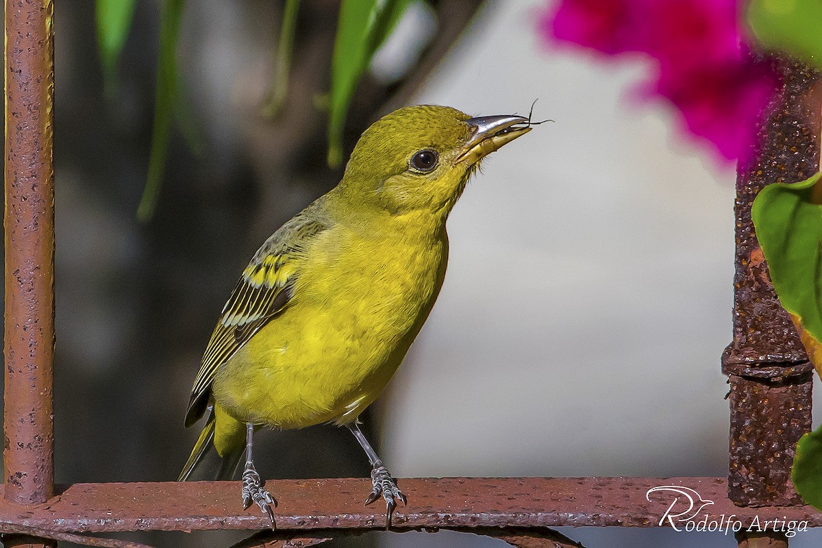 Western Tanager - ML44620341