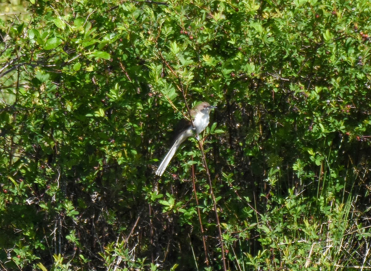 Black-billed Cuckoo - ML446203411